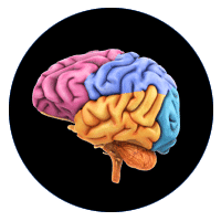 Brain Based Education